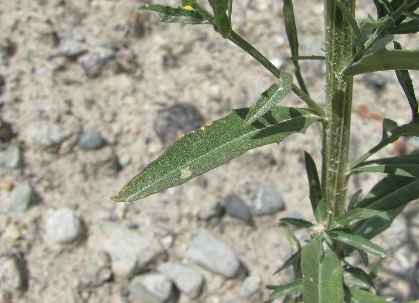 Image of Erysimum brevistylum specimen.