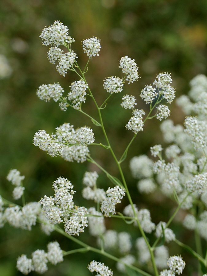 Image of Lepidium latifolium specimen.