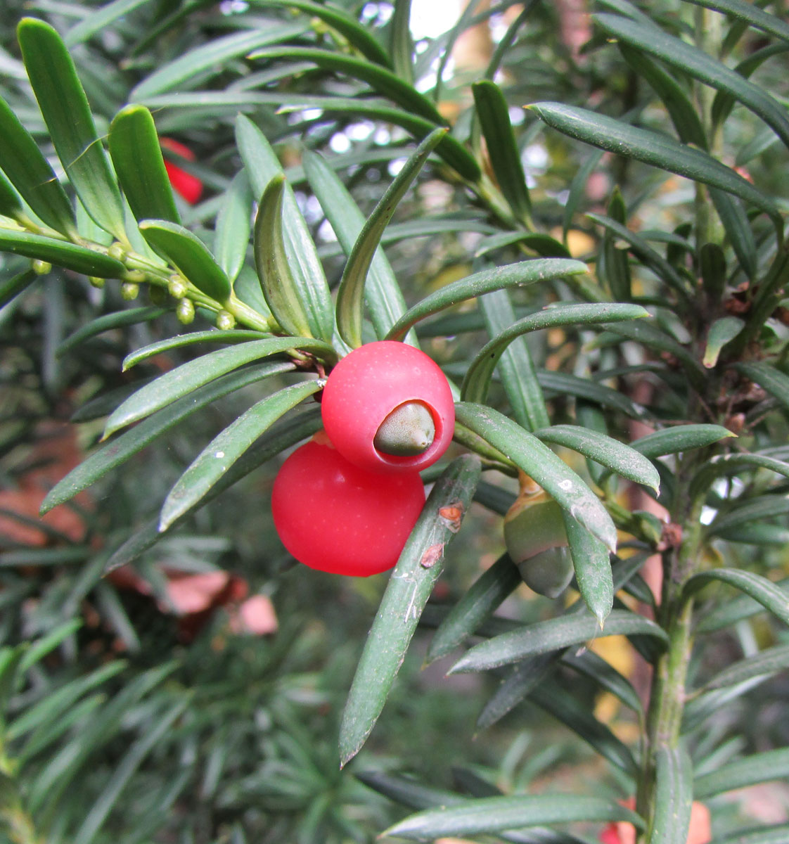 Image of Taxus &times; media specimen.