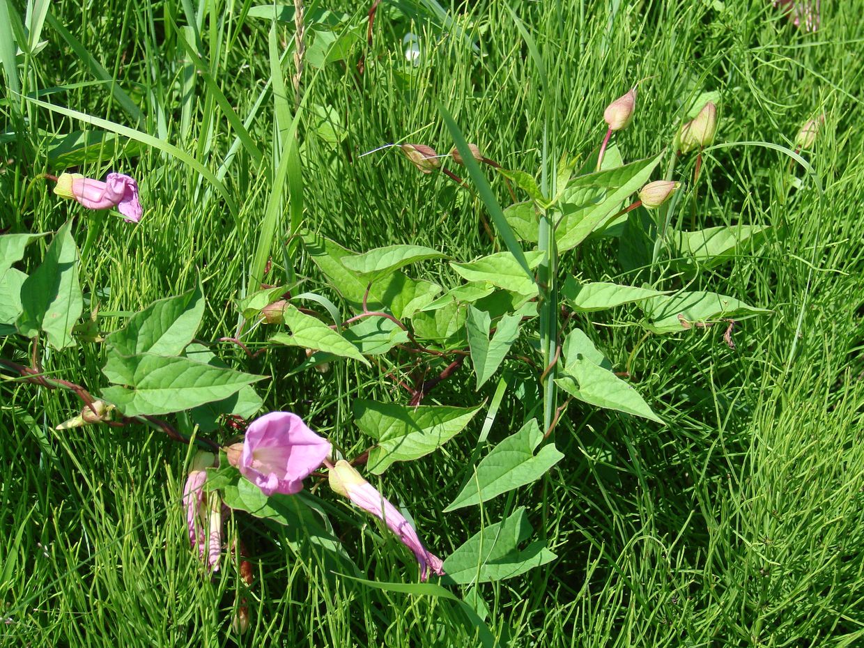 Image of Calystegia spectabilis specimen.