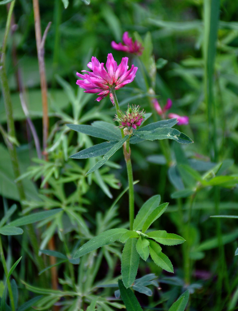 Image of Trifolium lupinaster specimen.