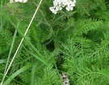 Achillea millefolium. Листья. Сахалинская обл., г. Анива, берег р. Лютога, заросший пустырь около дач. 18.08.2019.