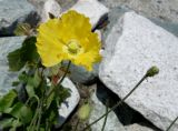 Papaver croceum