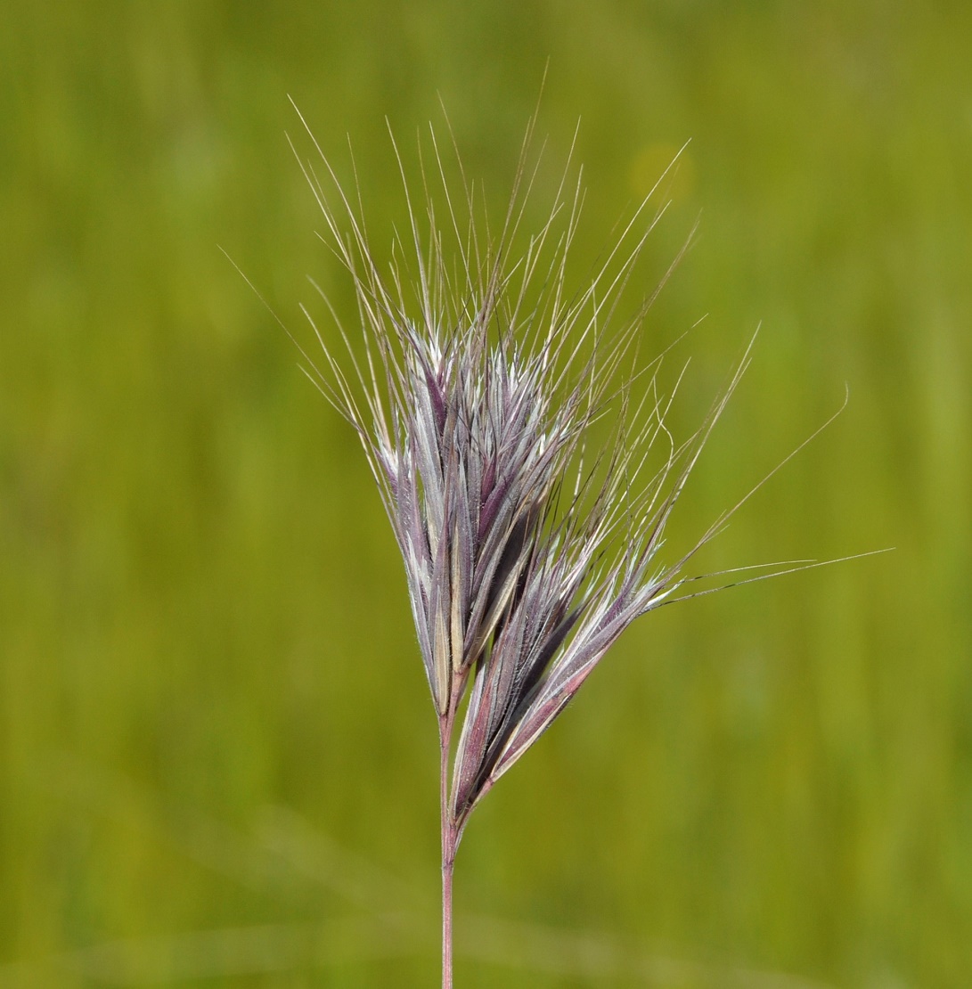 Image of Anisantha rubens specimen.