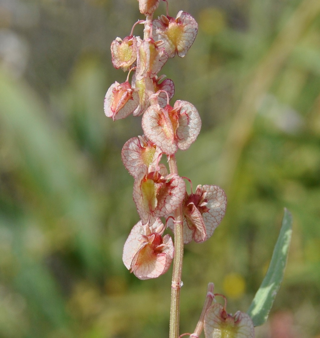 Image of Rumex cyprius specimen.