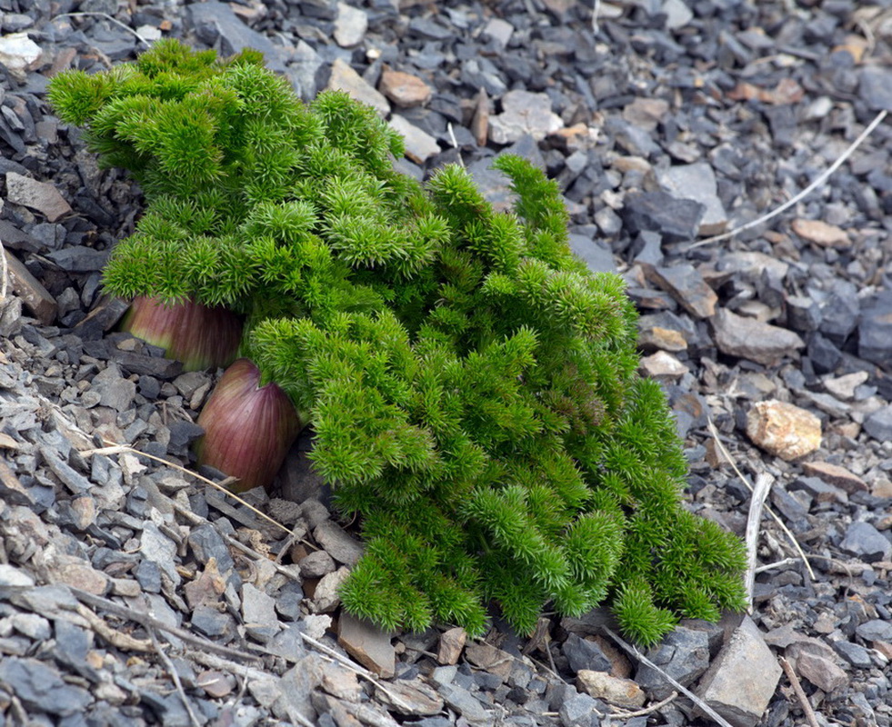 Image of familia Apiaceae specimen.