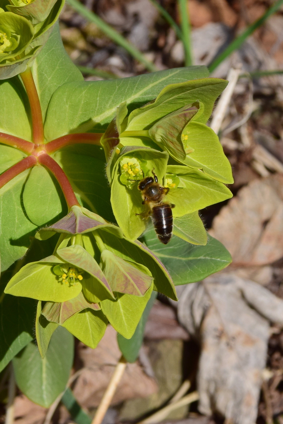 Image of Euphorbia komaroviana specimen.