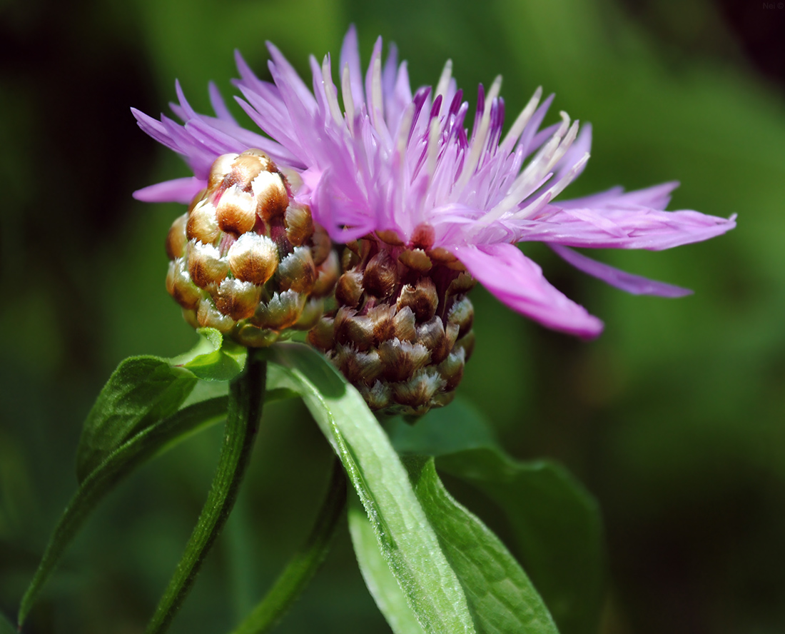 Изображение особи Centaurea jacea.