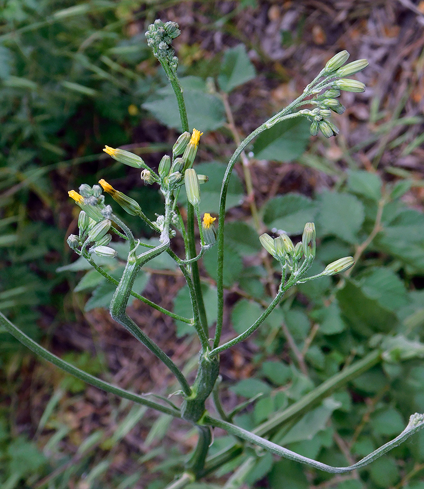 Image of Crepis pulchra specimen.