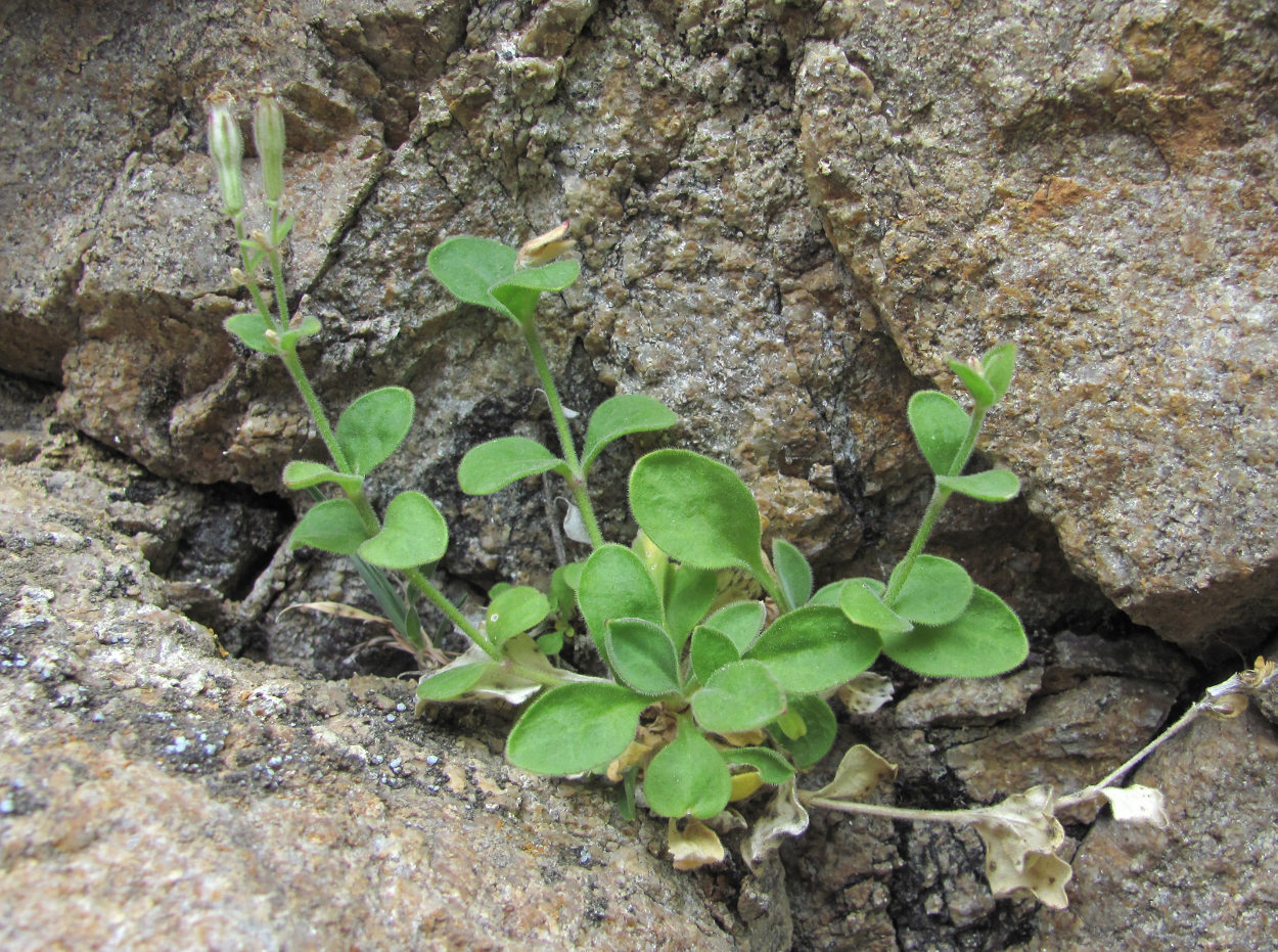 Image of Silene pygmaea specimen.