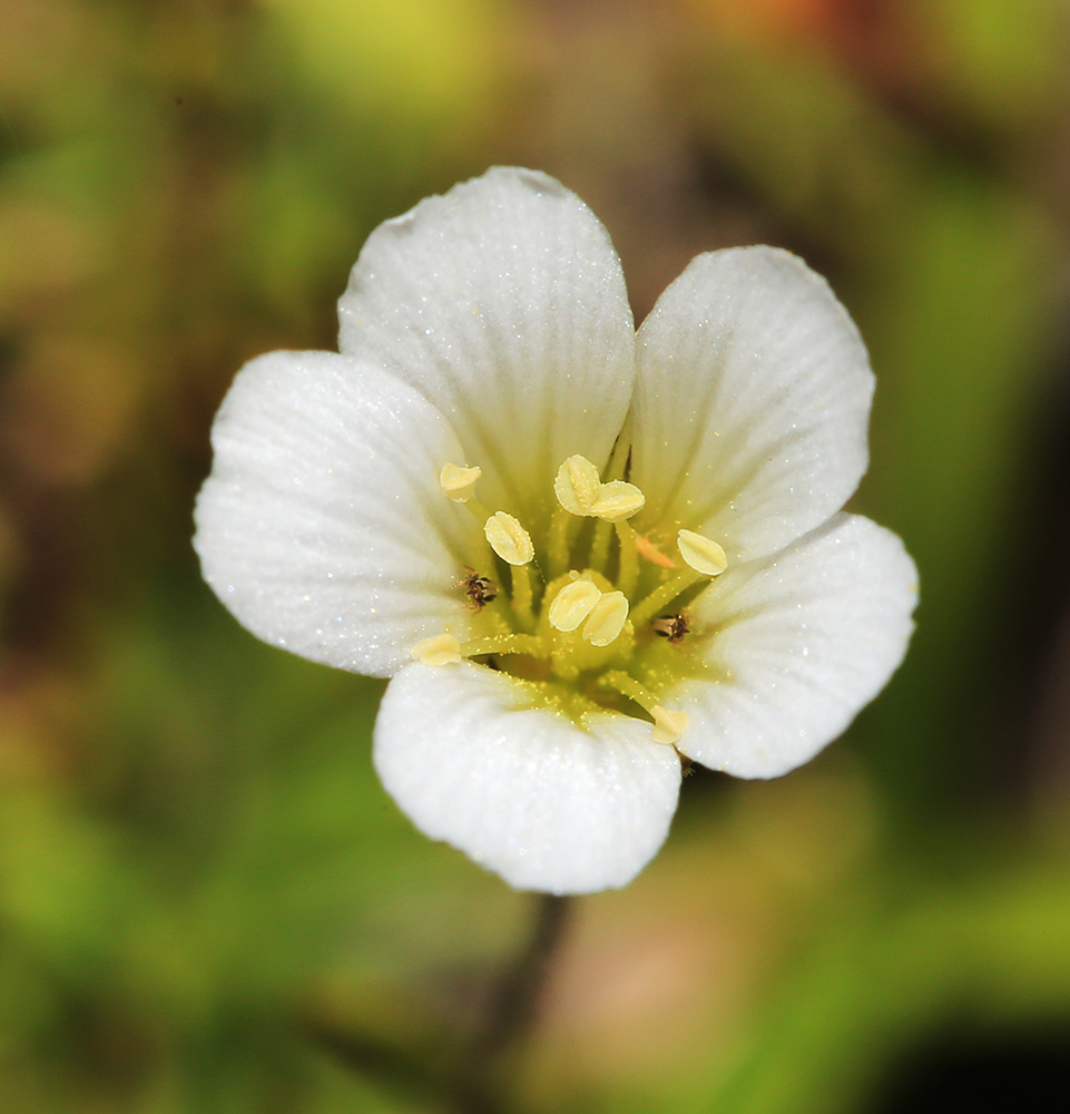 Image of Minuartia arctica specimen.