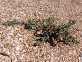 Polygonum maritimum