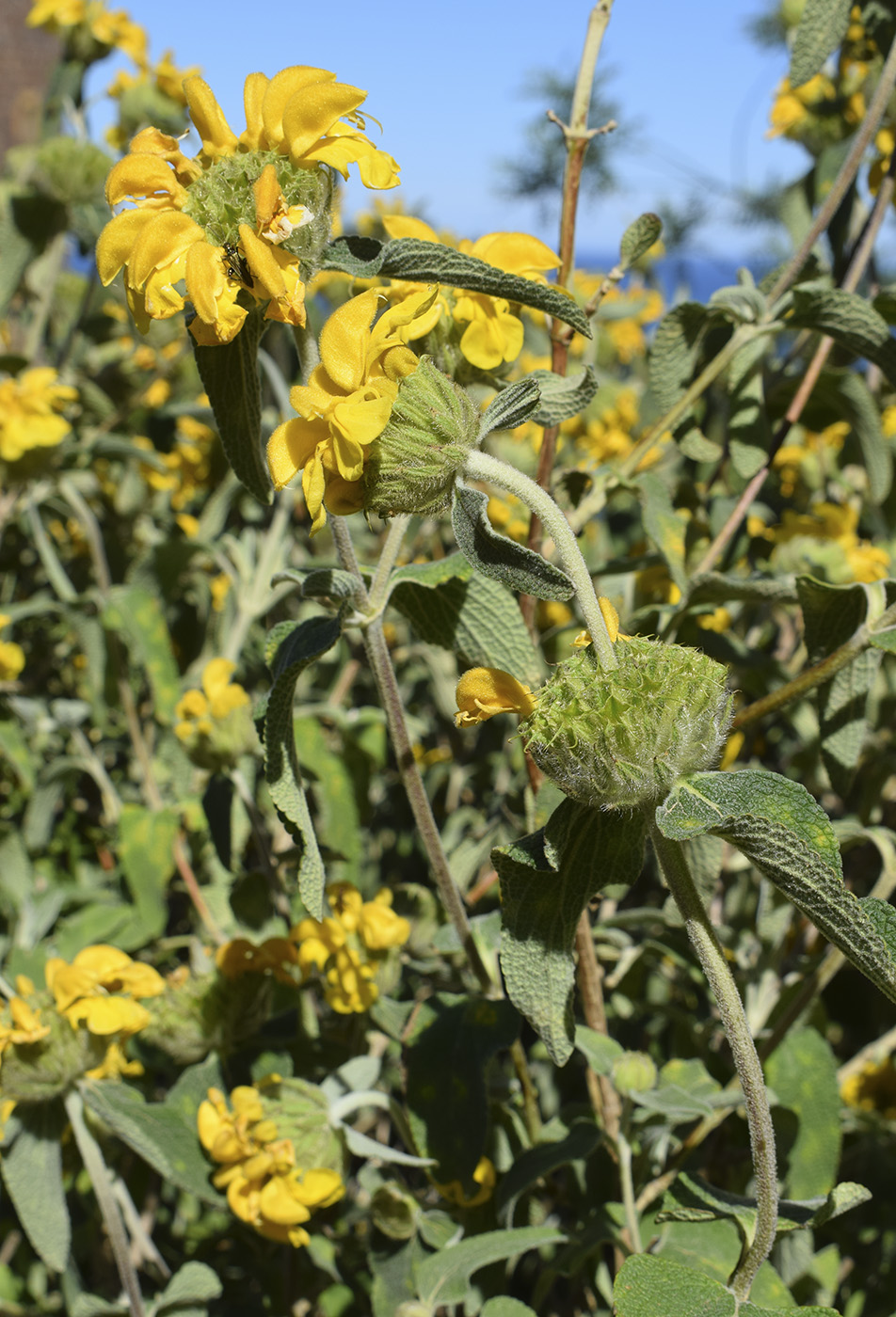 Image of Phlomis floccosa specimen.