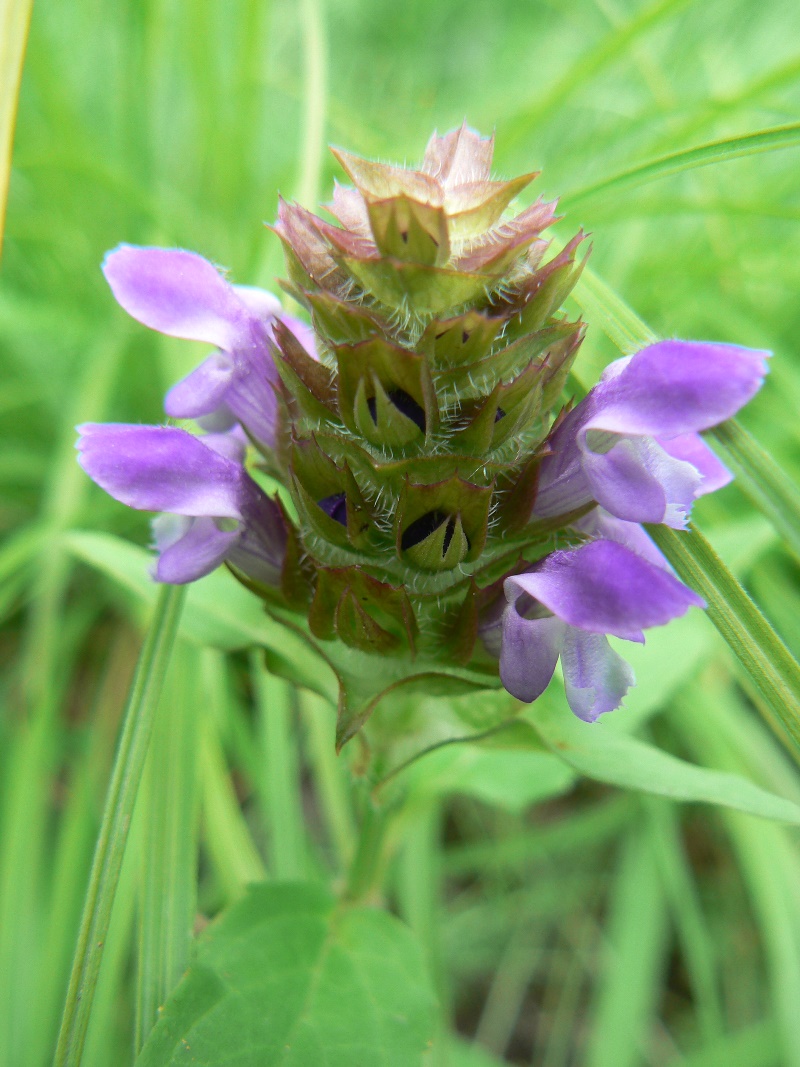 Image of Prunella japonica specimen.