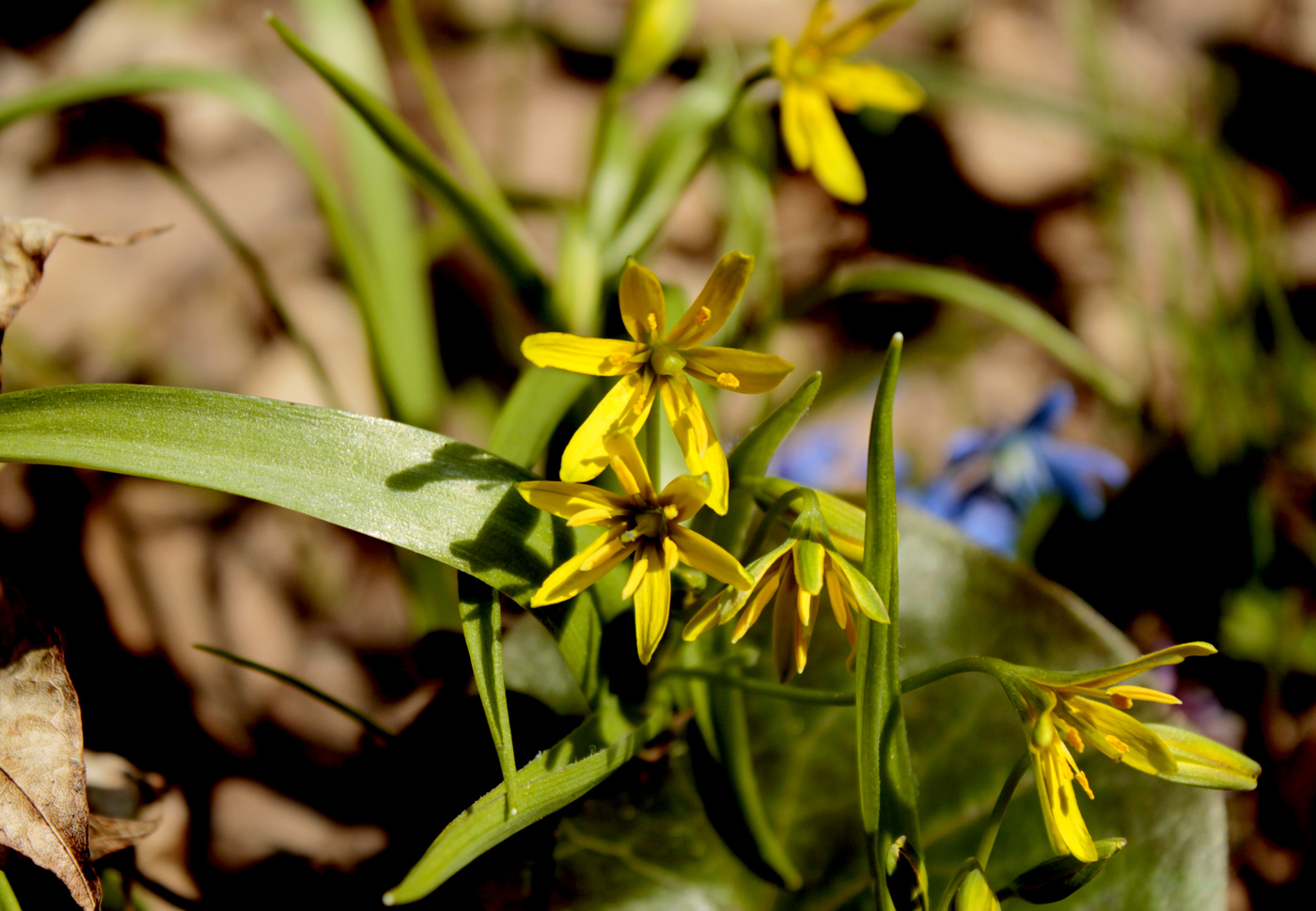 Изображение особи Gagea lutea.