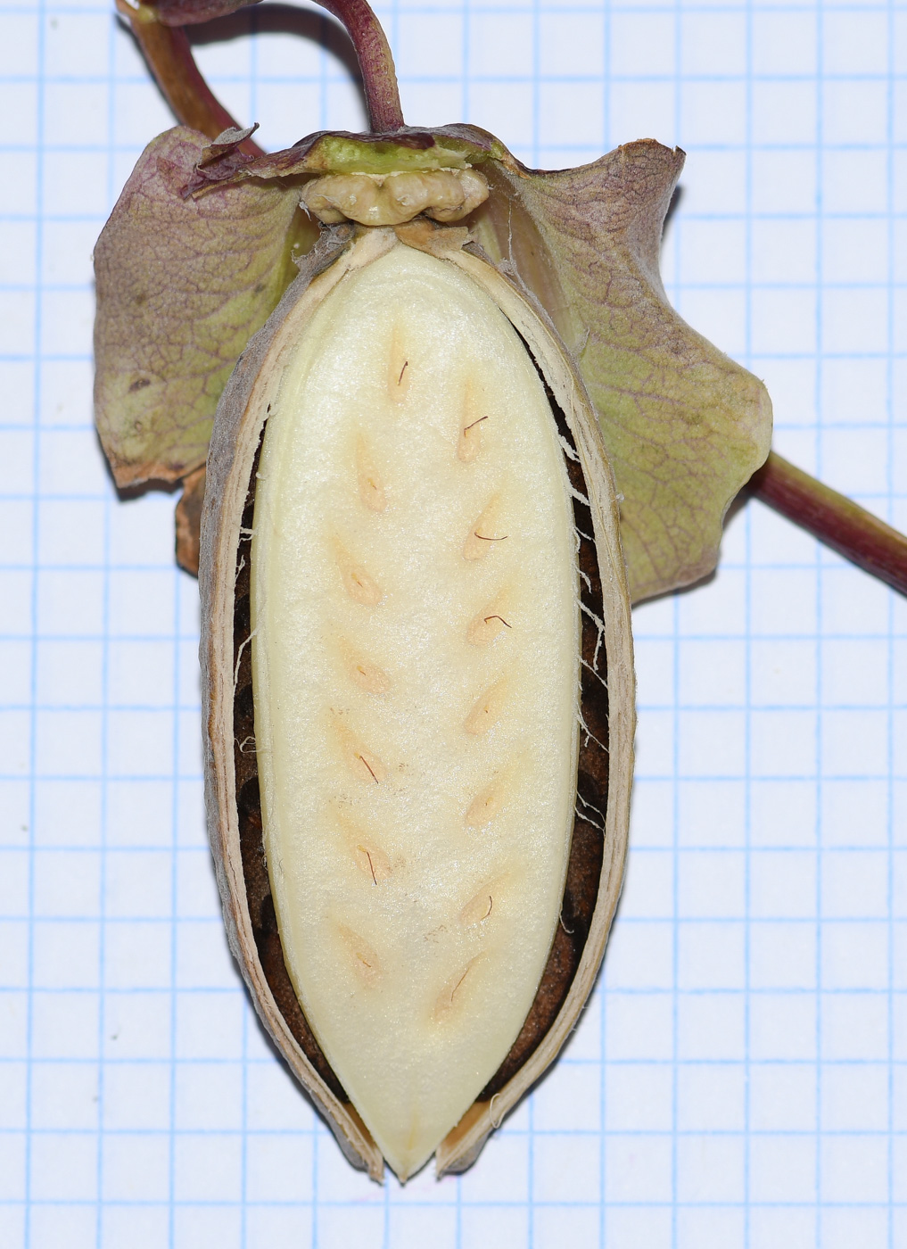 Image of Cobaea scandens specimen.