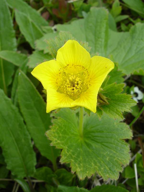 Image of Parageum calthifolium specimen.