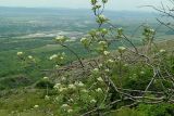 Sorbus taurica