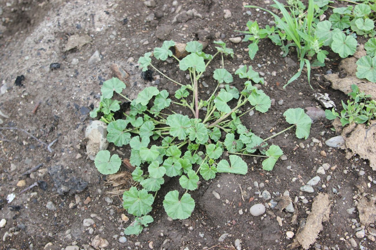 Image of Malva pusilla specimen.