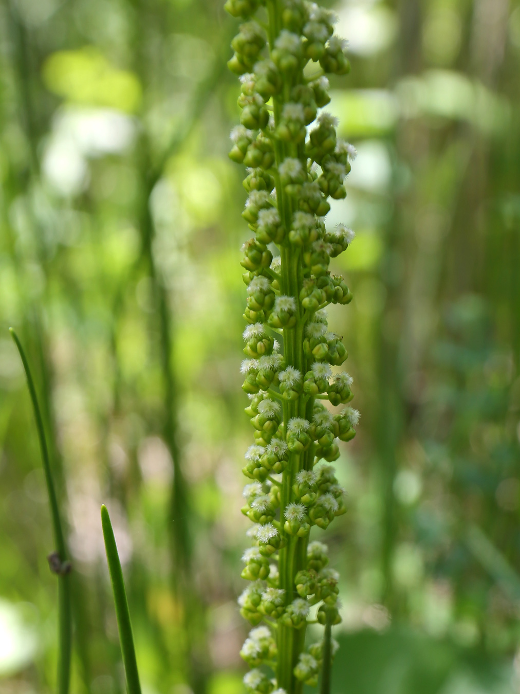 Image of Triglochin maritima specimen.