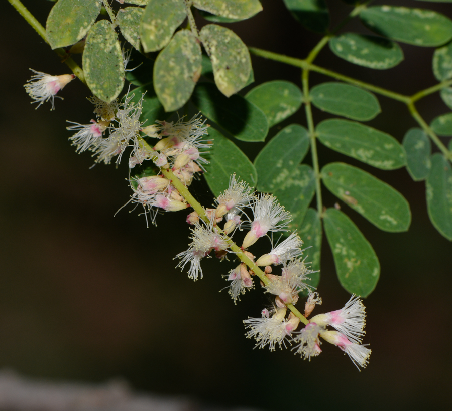 Image of Senegalia laeta specimen.