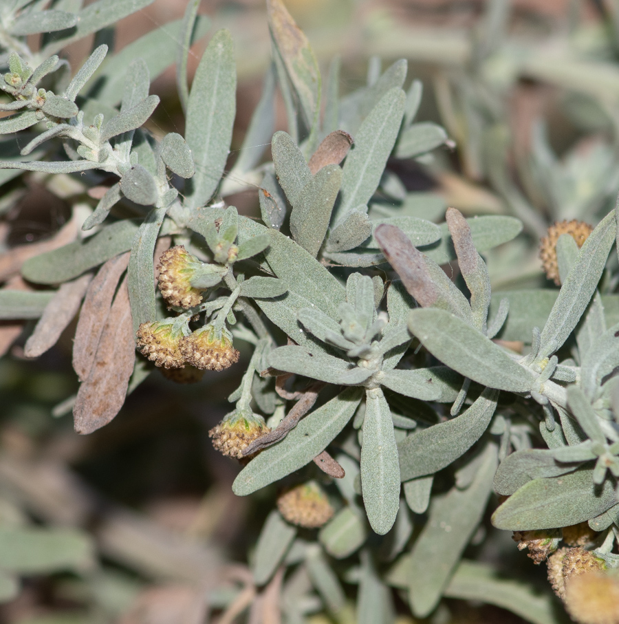 Image of genus Artemisia specimen.