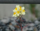 genus Linaria. Соцветие. Иркутская обл., Слюдянский р-н, окр. мыса Шаманский, ж.-д. насыпь. 22.07.2021.