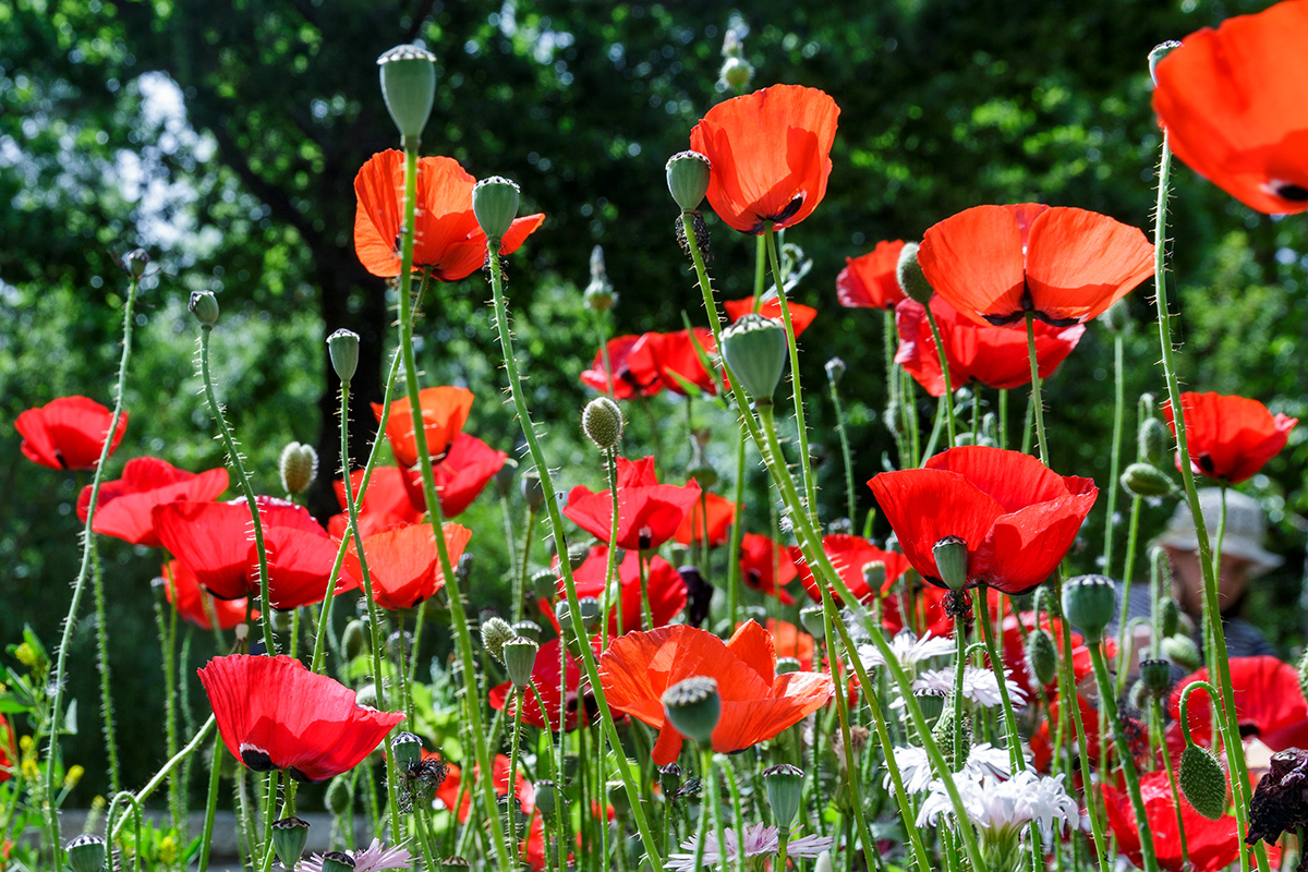 Image of Papaver orientale specimen.