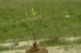 Gagea reticulata. Цветущее растение. Азербайджан, Шамкирский р-н, Дзегам, известняковые холмы. 17.04.2010.