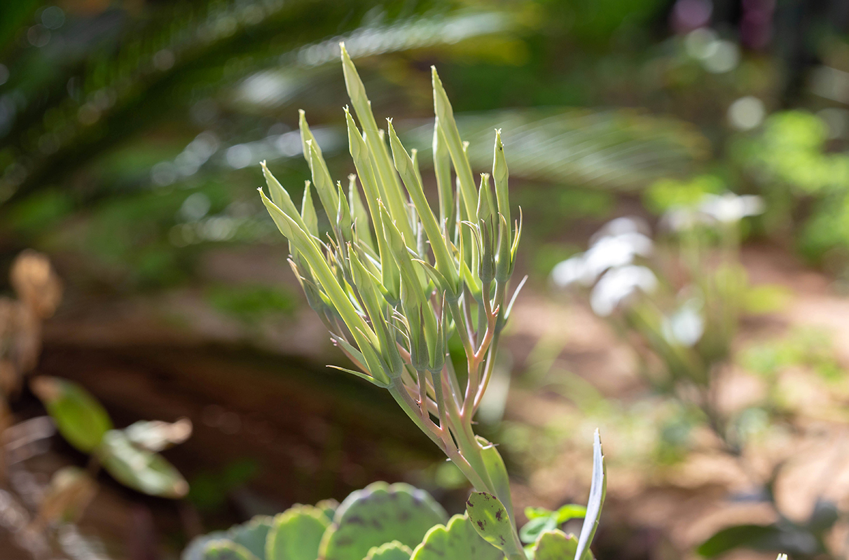 Image of Kalanchoe marmorata specimen.