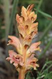 Orobanche caryophyllacea. Соцветие. Дагестан, окр. с. Талги, луг в понижении на месте бывшего карьера (паразитирует на Galium verum). 21 мая 2022 г.