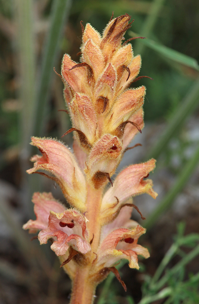 Image of Orobanche caryophyllacea specimen.