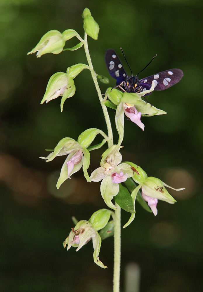 Image of Epipactis leptochila specimen.