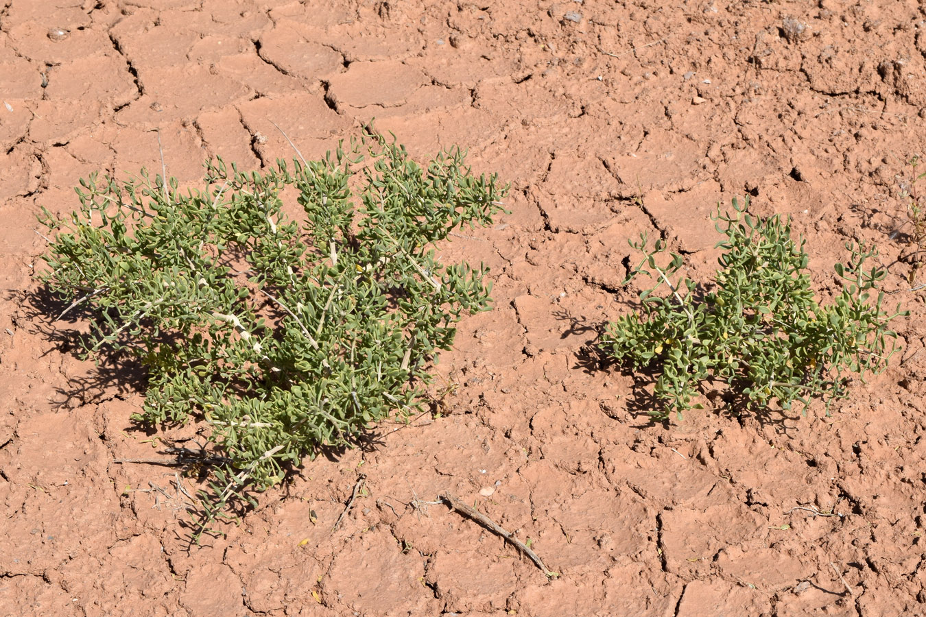 Изображение особи Zygophyllum ferganense.