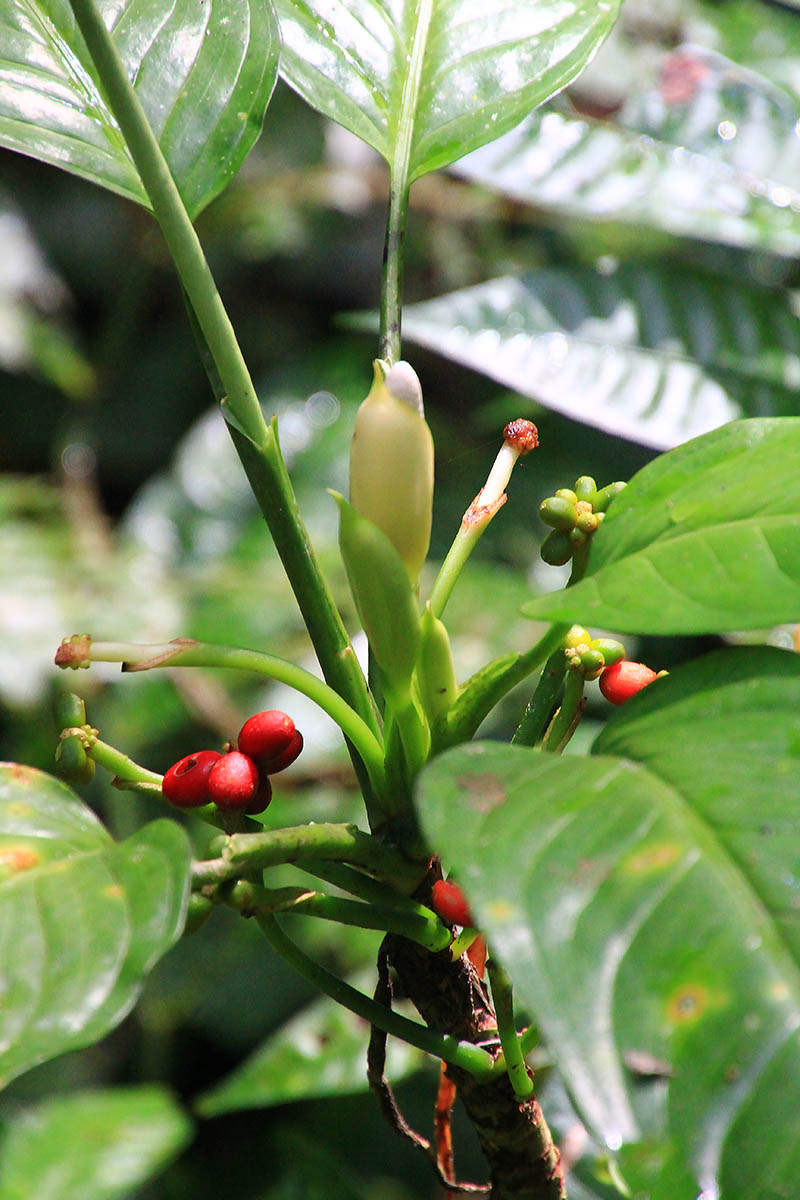 Изображение особи род Aglaonema.