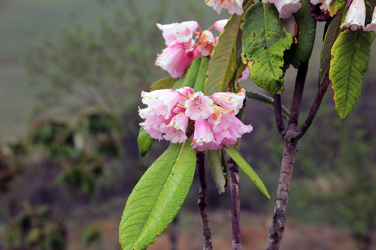 Изображение особи Rhododendron kesangiae.