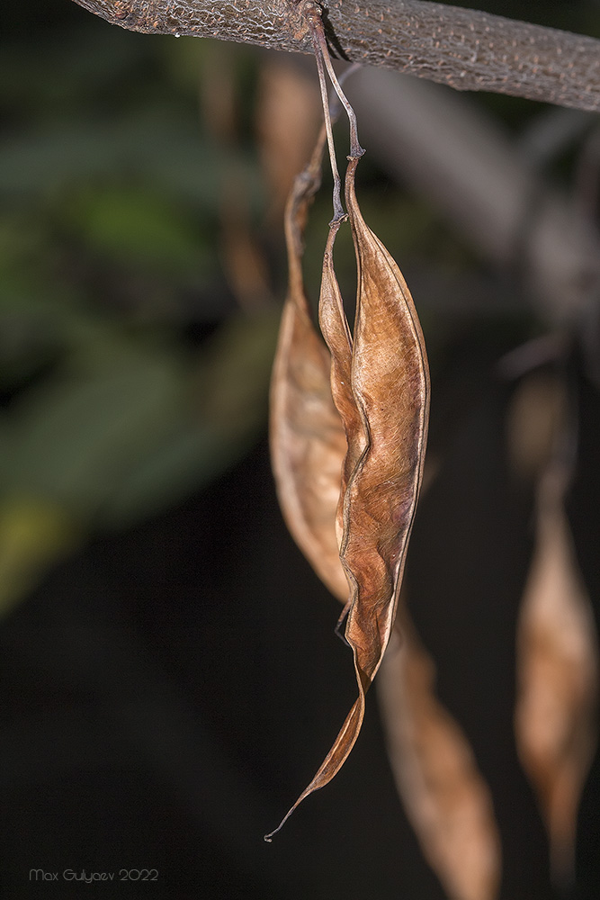 Image of Cercis griffithii specimen.