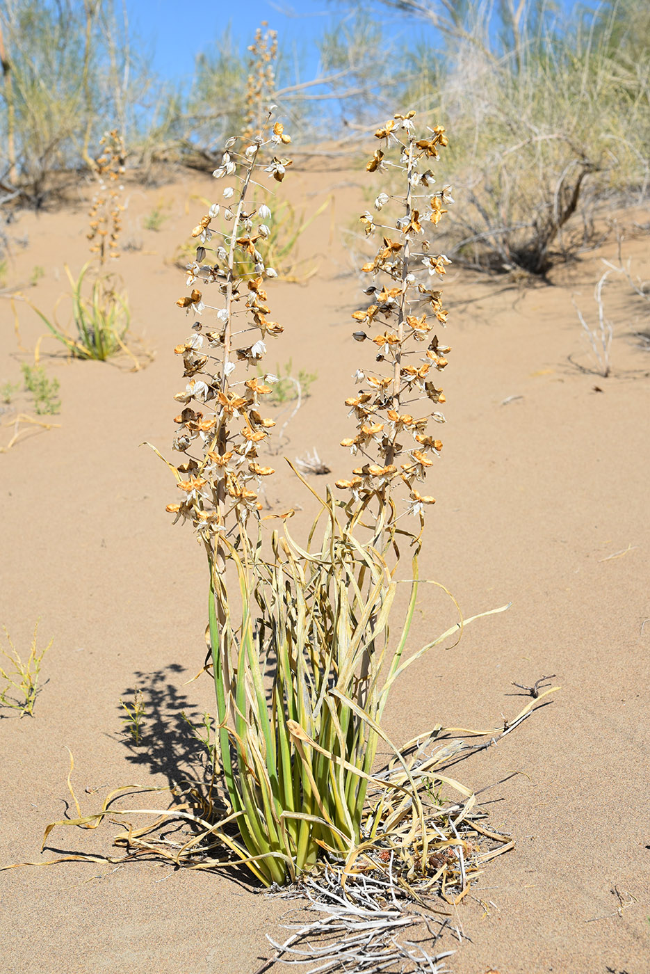 Изображение особи Eremurus anisopterus.