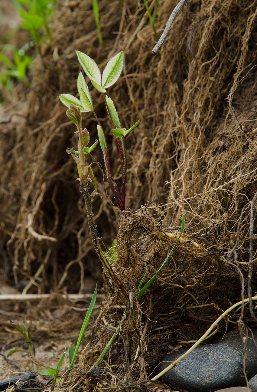 Image of genus Trifolium specimen.