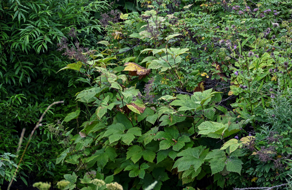 Image of Filipendula camtschatica specimen.