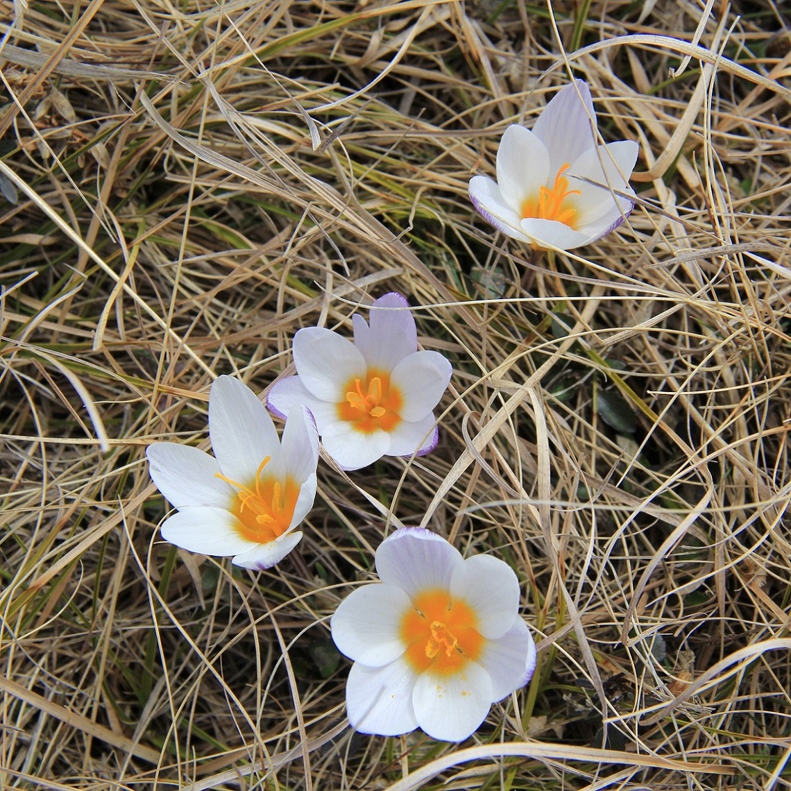 Изображение особи Crocus tauricus.