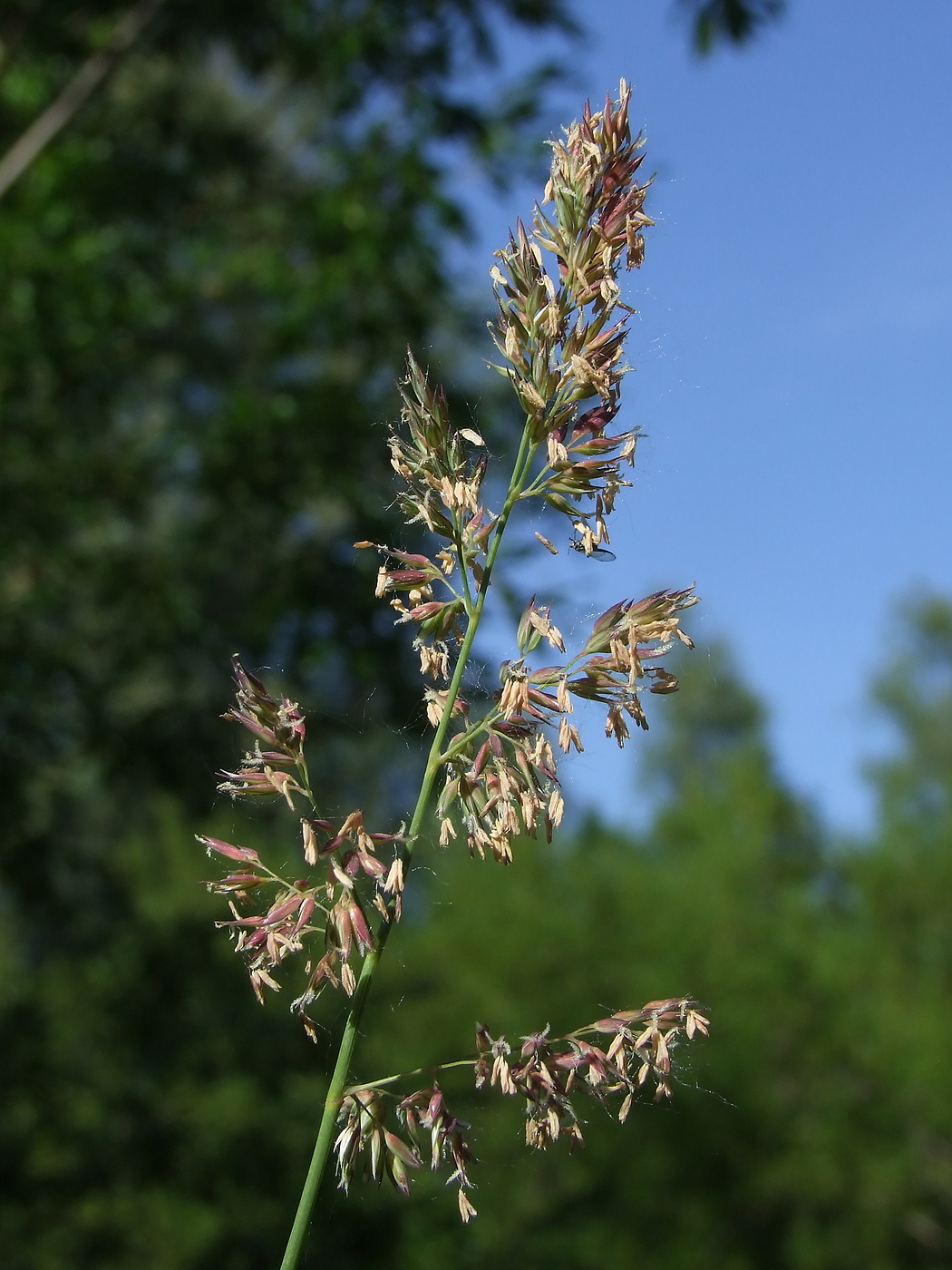 Image of Phalaroides arundinacea specimen.