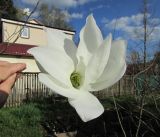 Смотреть изображение Magnolia salicifolia