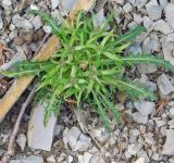 Erysimum callicarpum