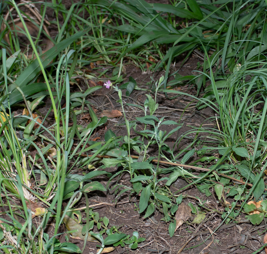 Image of Oenothera rosea specimen.