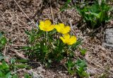 genus Ranunculus. Цветущие растения в сообществе с Trifolium. Армения, обл. Арагацотн, гора Арагац, берег оз. Кари, ≈ 3200 м н.у.м., альпийский луг, у края снежника. 20.06.2022.