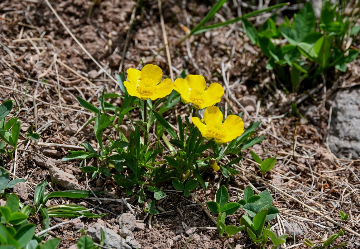 Изображение особи род Ranunculus.