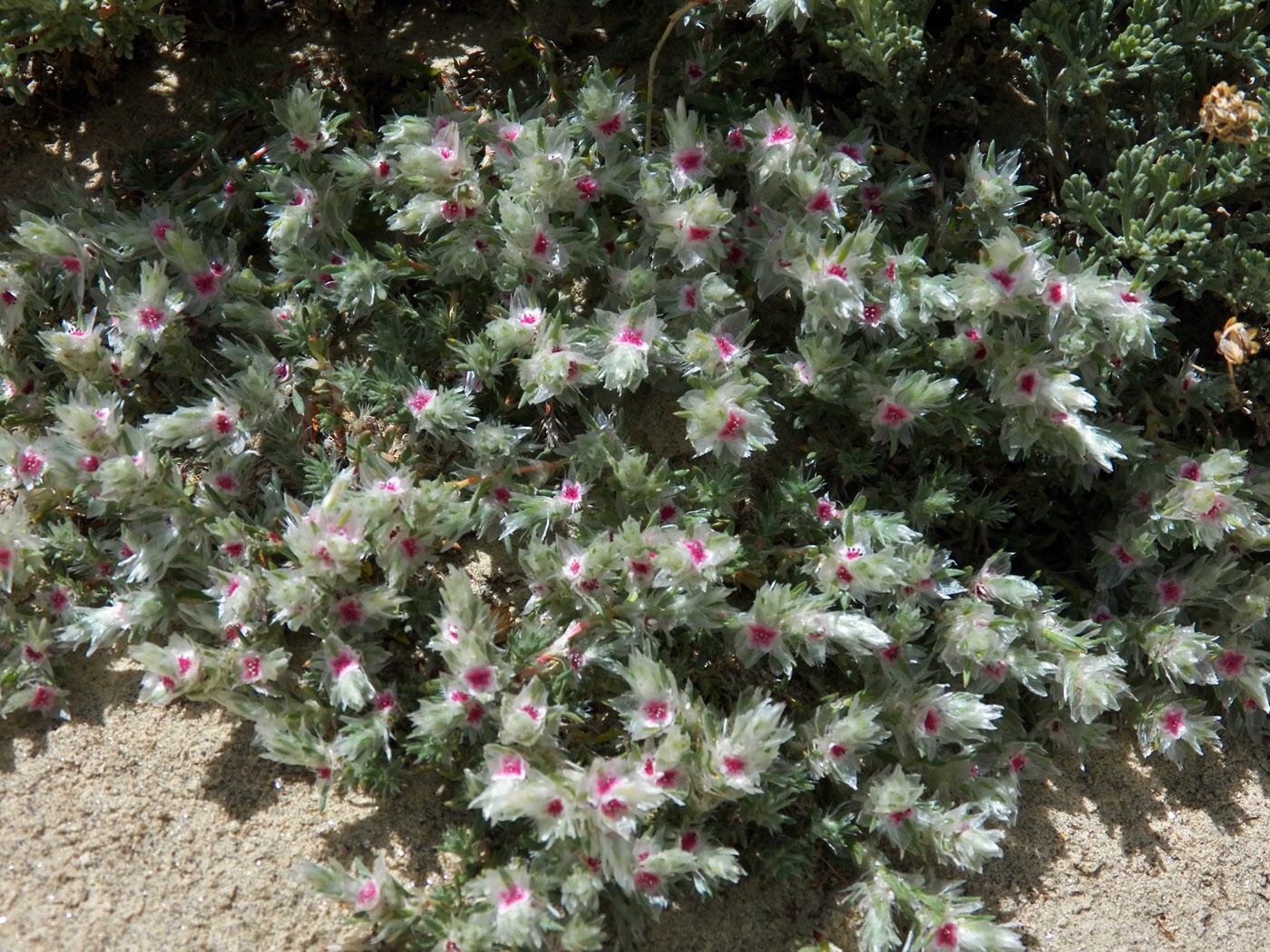 Image of Polygonum paronychioides specimen.