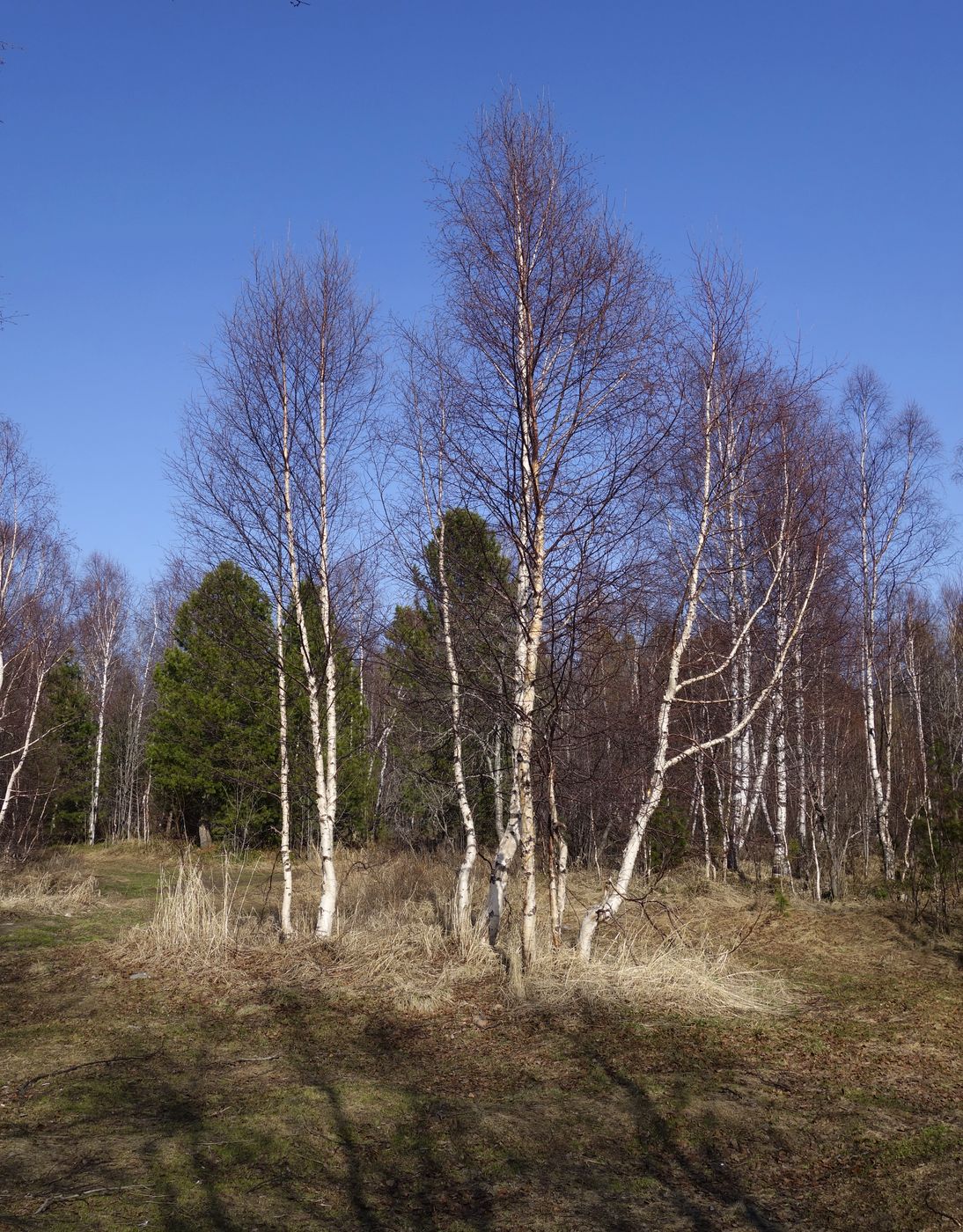 Image of Betula platyphylla specimen.