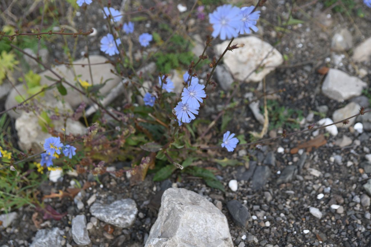 Image of Cichorium intybus specimen.